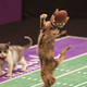 Illustration for article titled Hallmark Channel launches all-kitten football league, opening door to all-kitten doping scandal